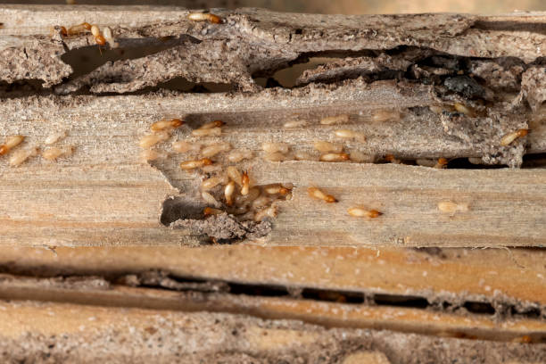 Best Cockroach Control Services  in Carbondale, KS
